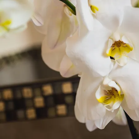 酒店 Ristorante Ala D'oro 4*